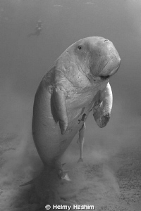 dugong ! by Helmy Hashim 